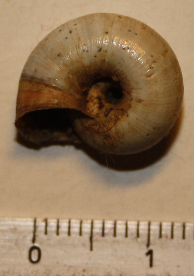 Monacha cartusiana e Cernuella cf. neglecta